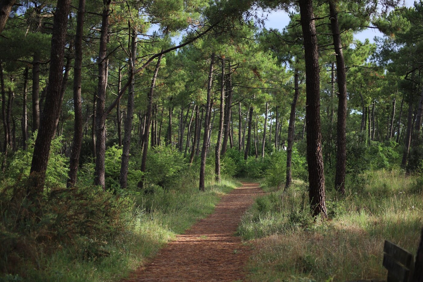 Chemin forestier bordé de pins dans l’ouest de la France