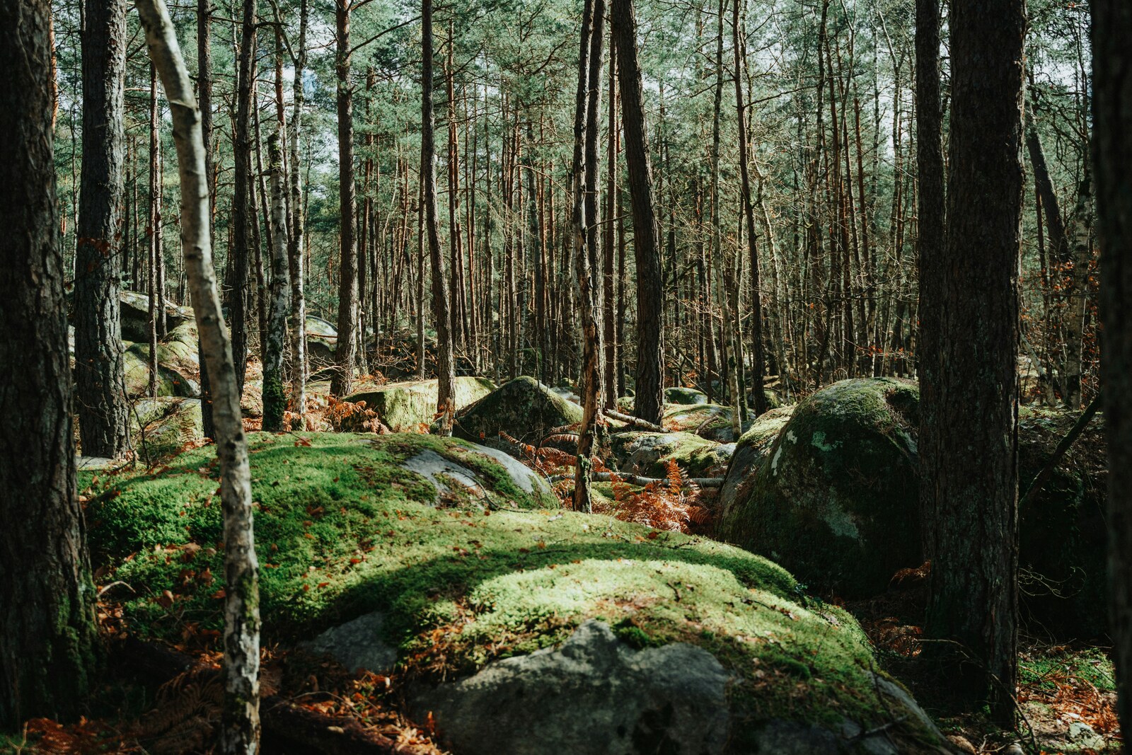 Sous-bois rocheux de la forêt de Fontainebleau