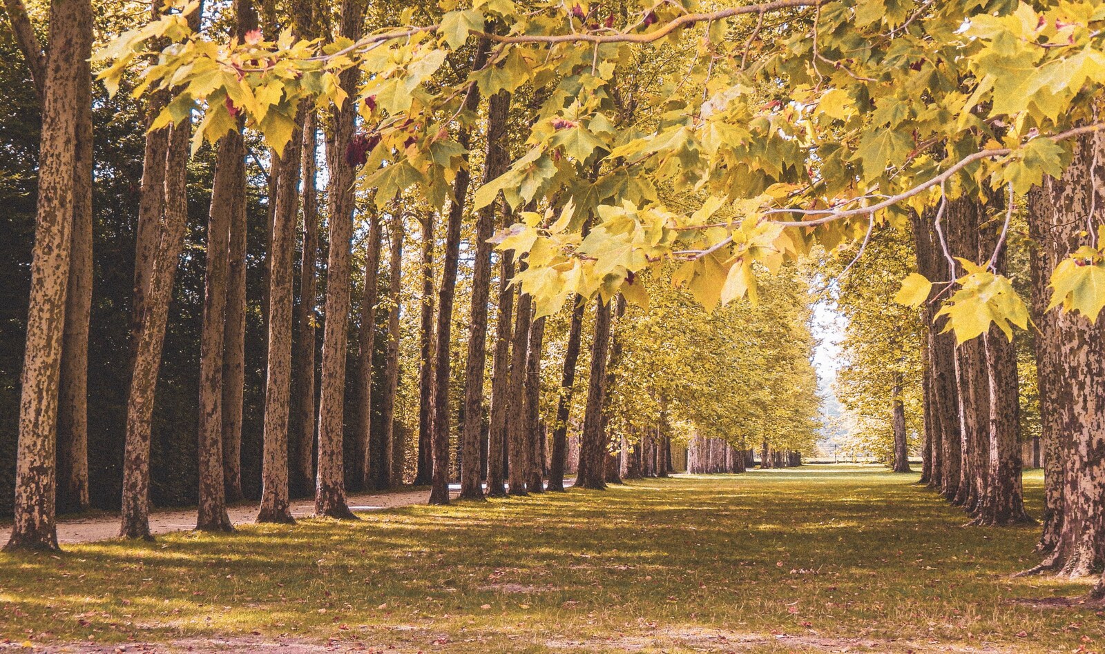 Allée bordée de grands arbres dans le domaine de Versailles
