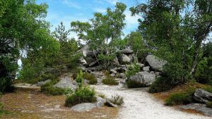 Fontainebleau apres l incendie ou randonner maintenant et
