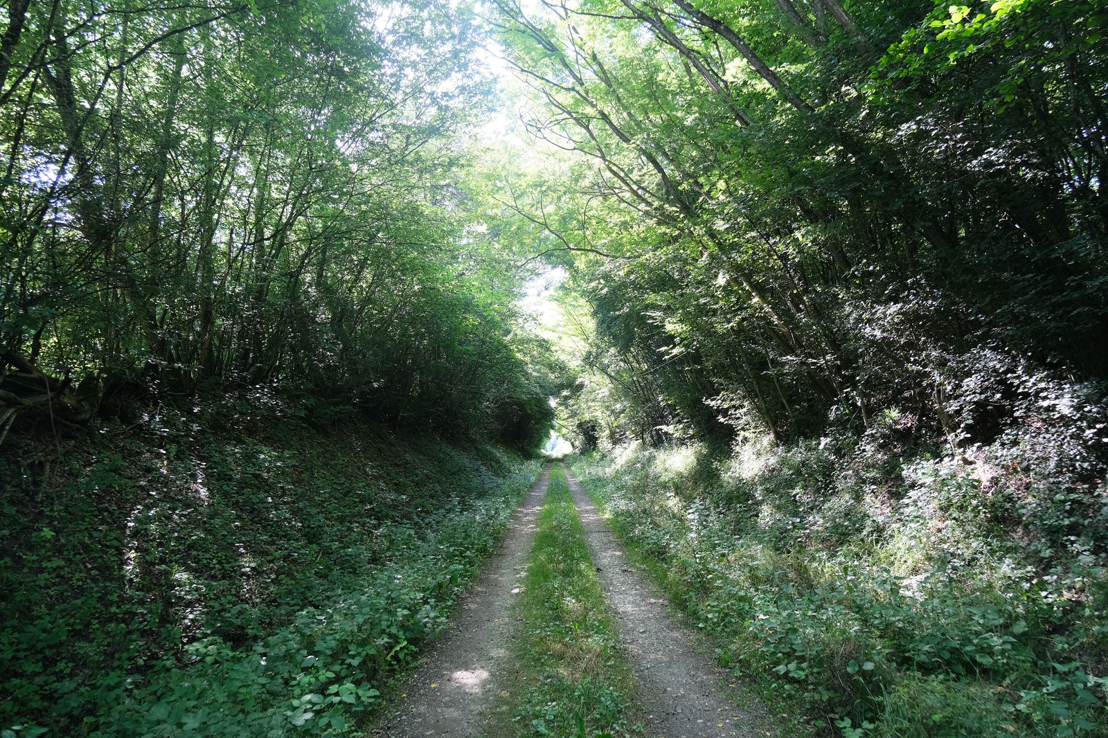 Sentier de randonnée pédestre boisé bordé de grands arbres sous le soleil
