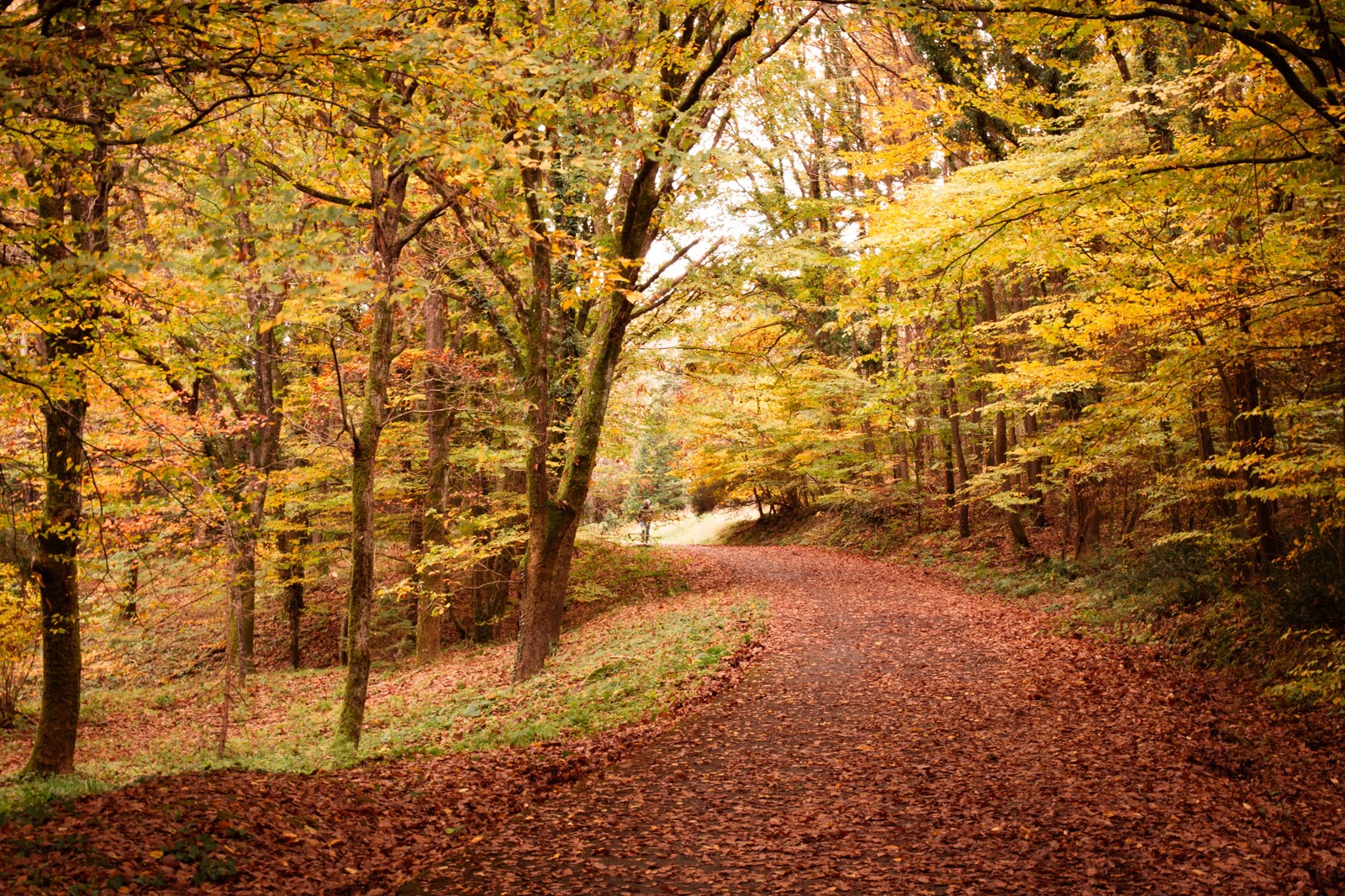 Sentier forestier d’automne en sous-bois