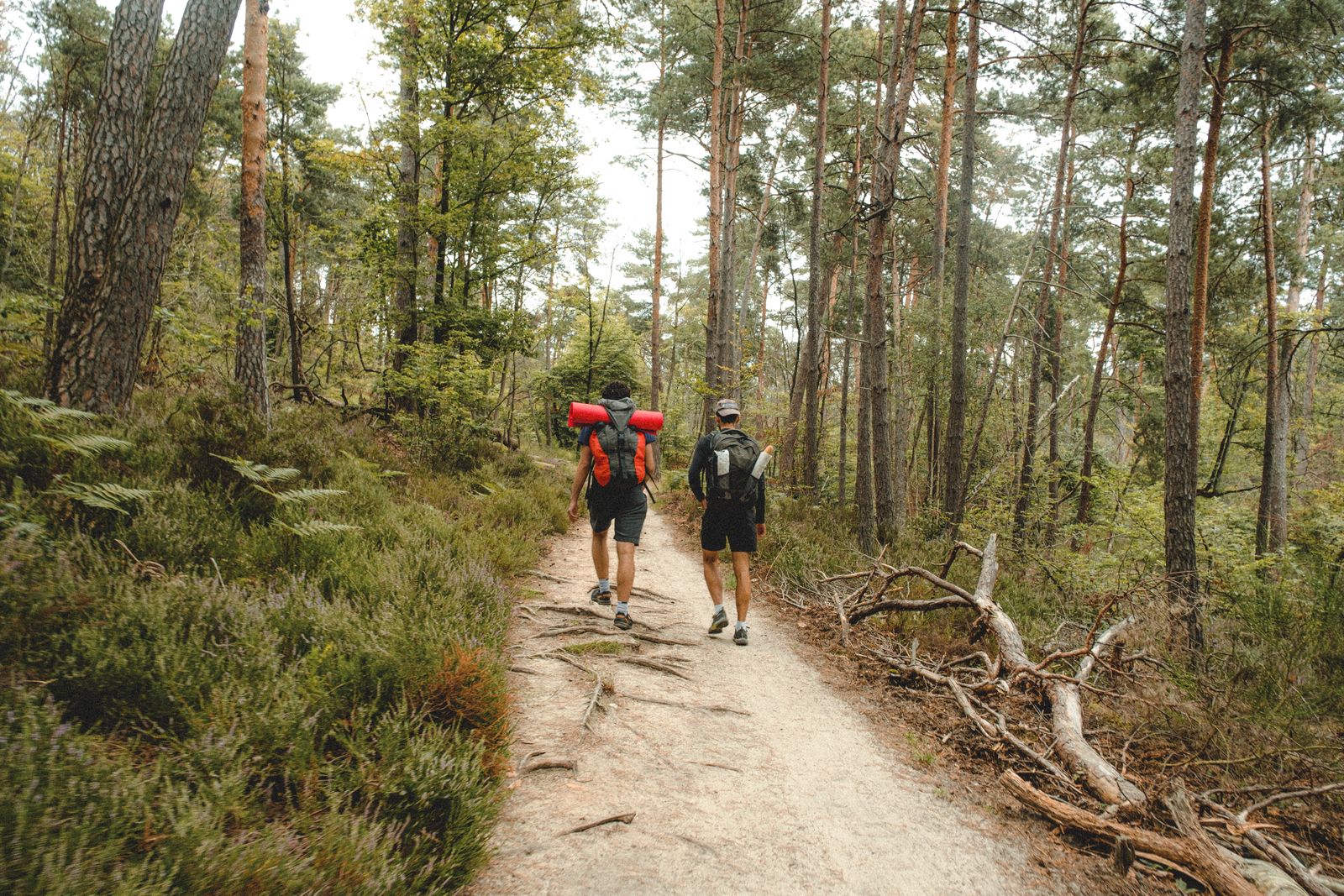 Deux randonneurs marchant sur un sentier forestier bordé d’arbres