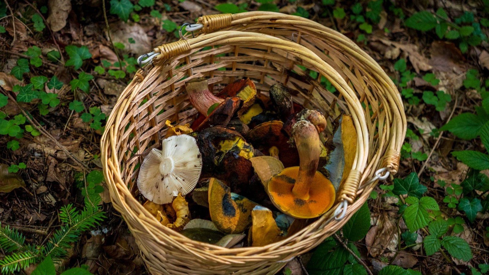 Carte ign des champignons par departement reperes et regles