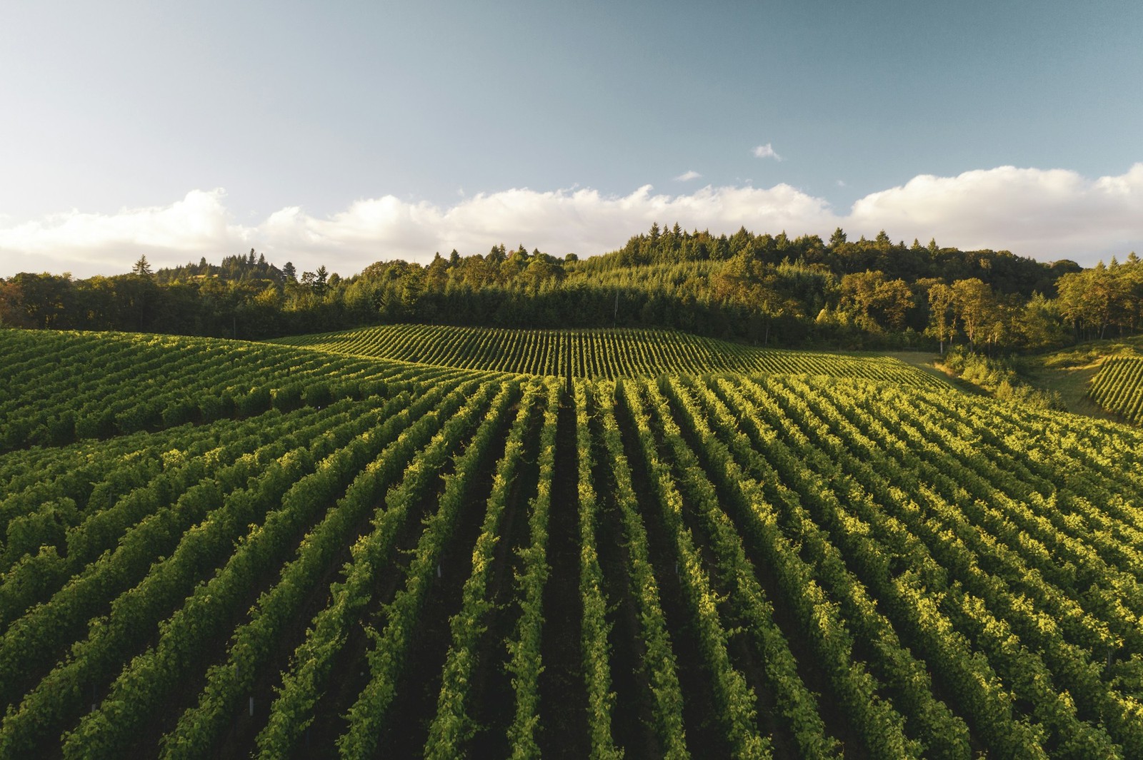 Rangées de vignes et collines vallonnées traversées par le nouveau parcours du GR 76