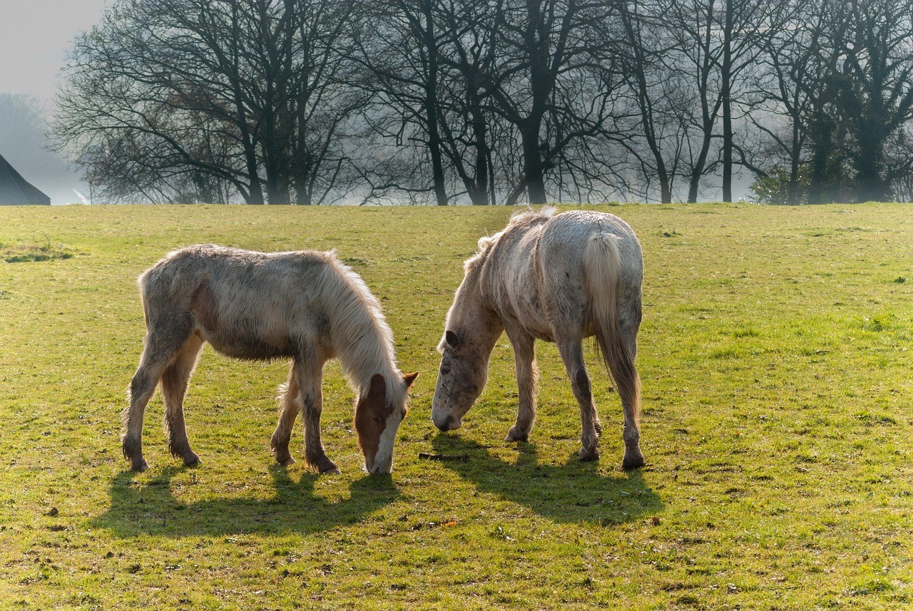 Chevaux au pré bordant un sentier dans le bocage normand