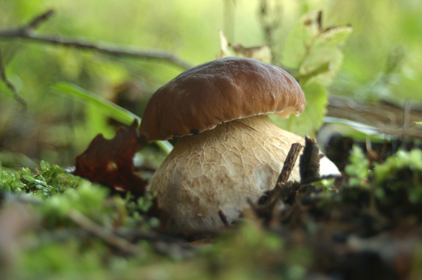 Cèpe de Bordeaux poussant parmi la mousse et les feuilles d’automne